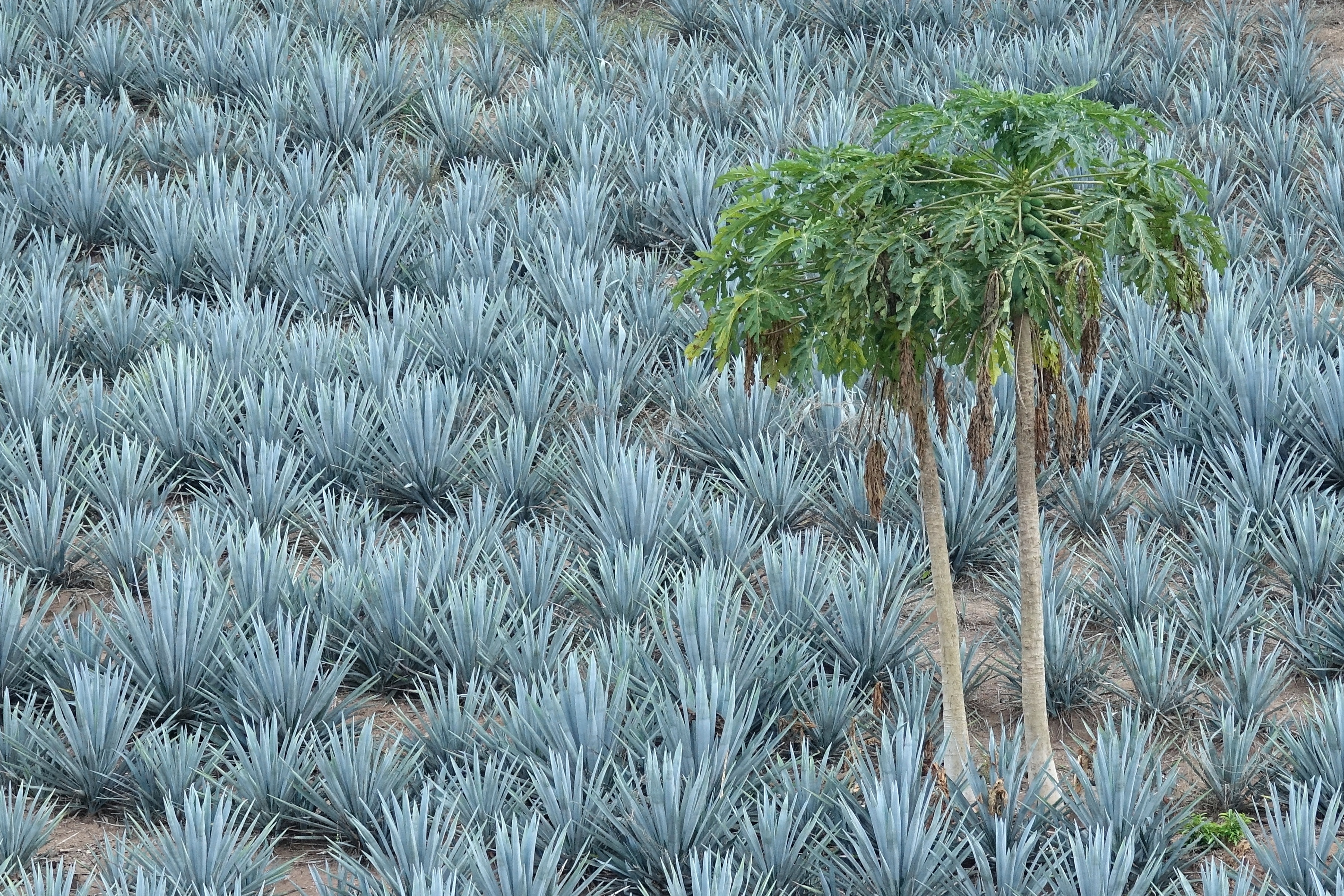 Agaves au Mexique